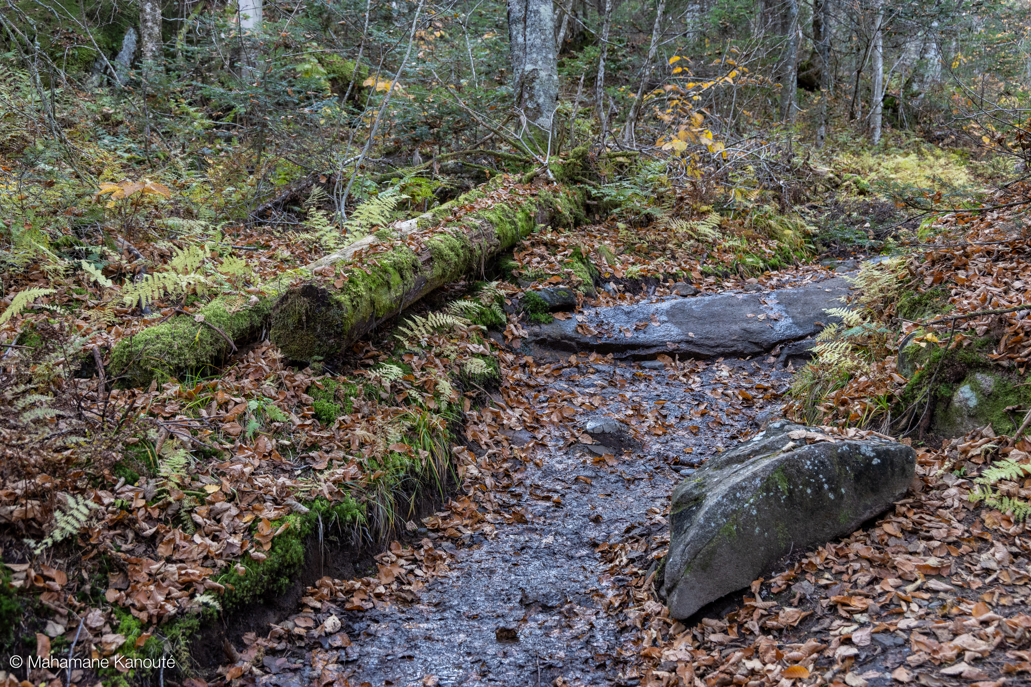 211009_154357_foret_hereford