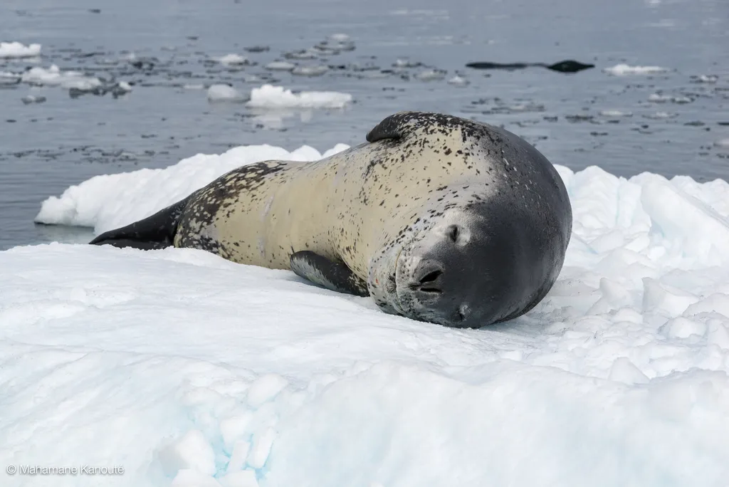 140129_102637_antarctique
