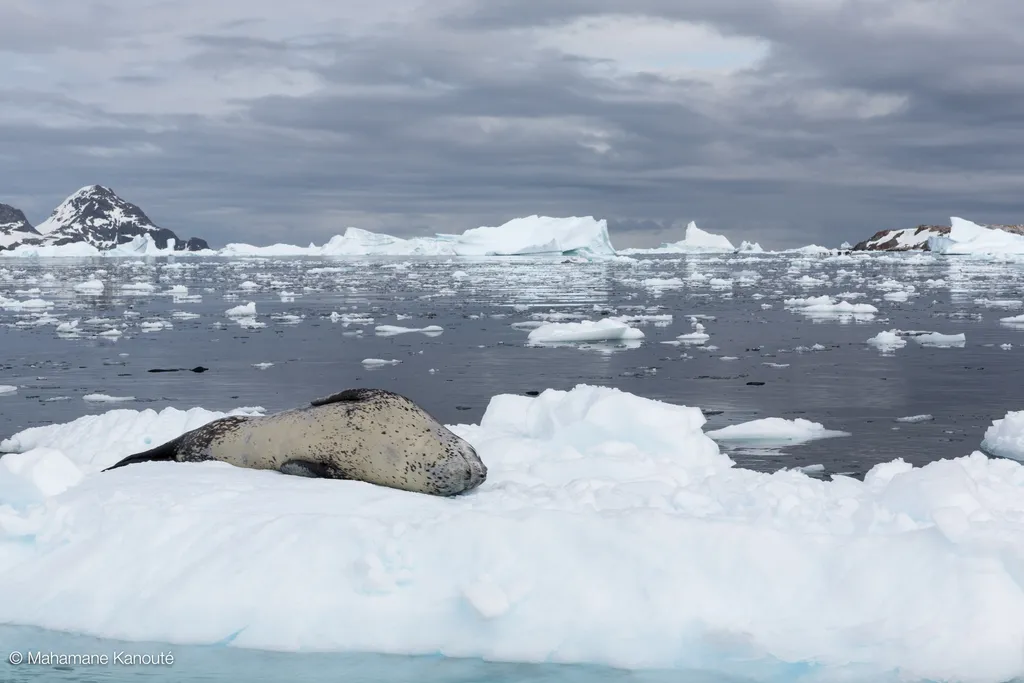 140129_102941_antarctique