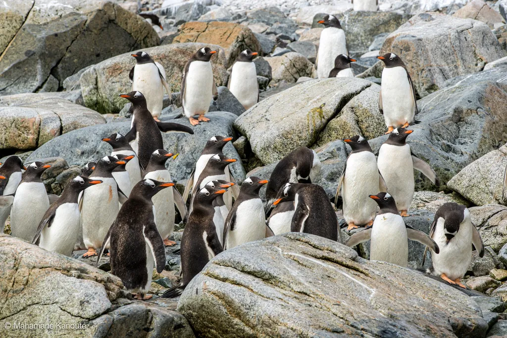 140129_112450_antarctique