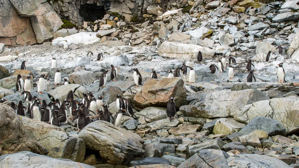 140129_112508_antarctique