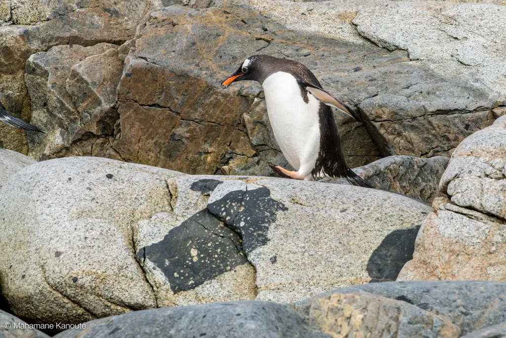 140129_112610_antarctique