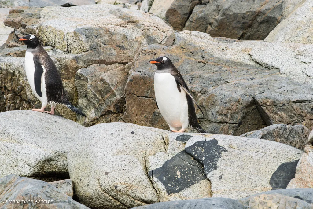 140129_112611_antarctique