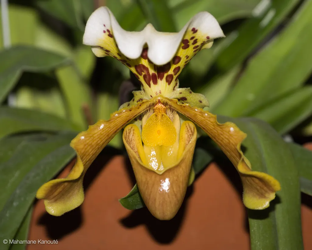050102_153248_jardin_botanique
