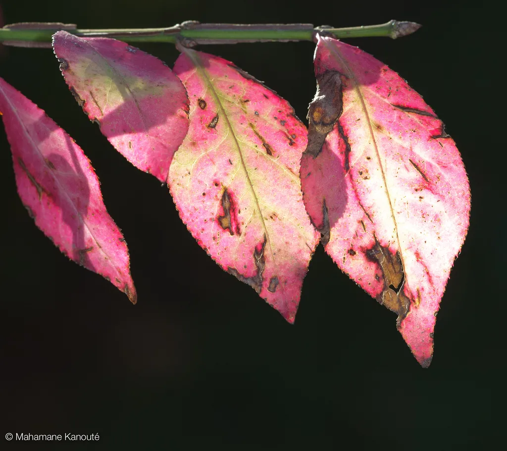 081011_164857_arboretum_morgan