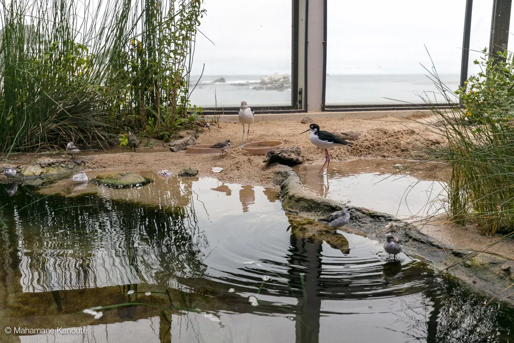 160815_105851_aquarium_monterey