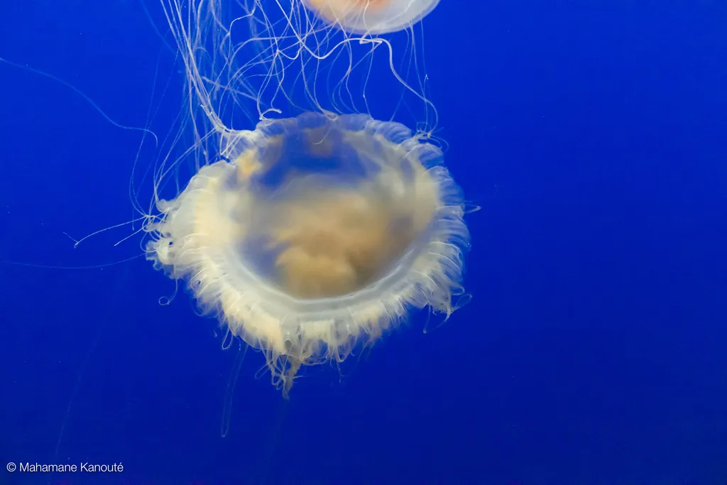 160815_121604_aquarium_monterey
