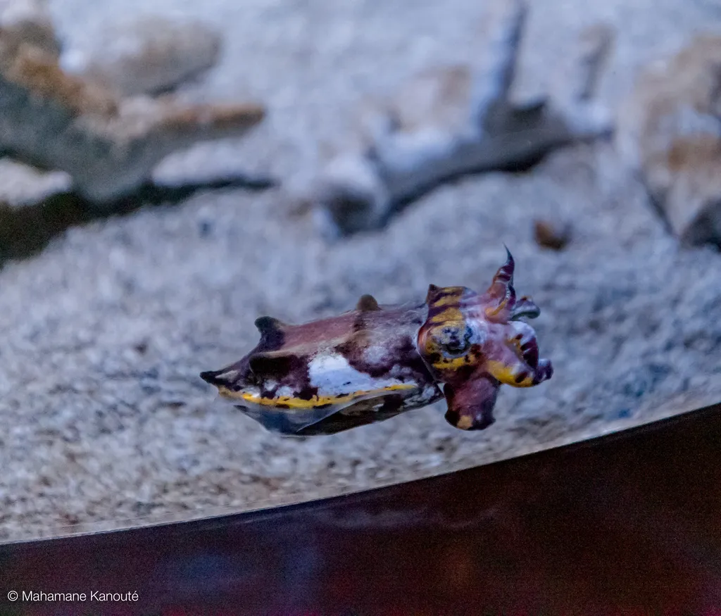 160815_125946_aquarium_monterey
