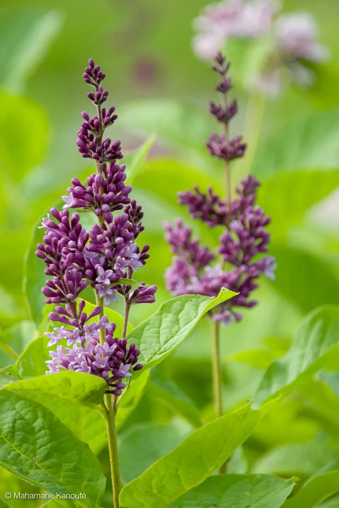 050605_172052_fleurs