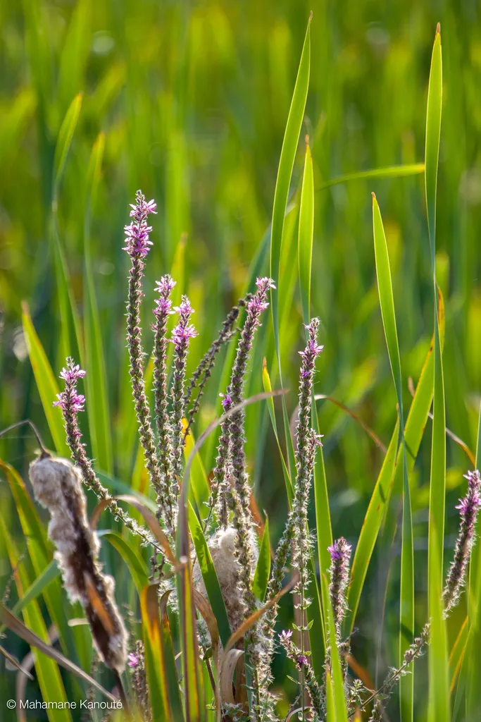 050828_170900_fleurs