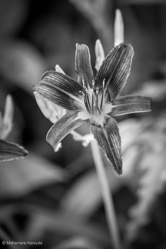 060723_184619_hemerocalle_fauve