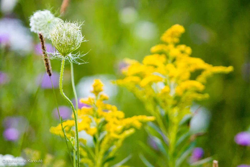 060806_182103_fleurs