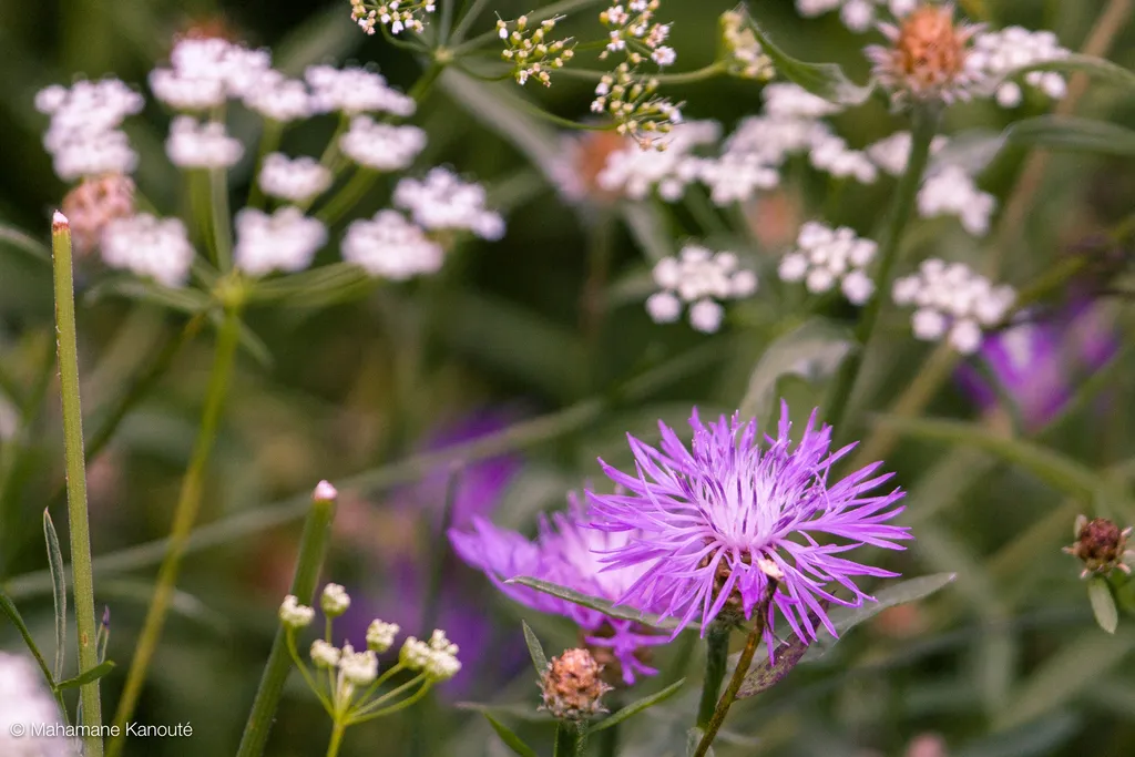 060806_182305_fleurs