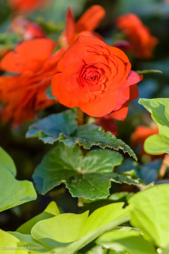 060910_181950_fleurs