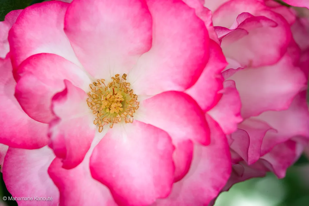 080629_161550_rosier_floribunda