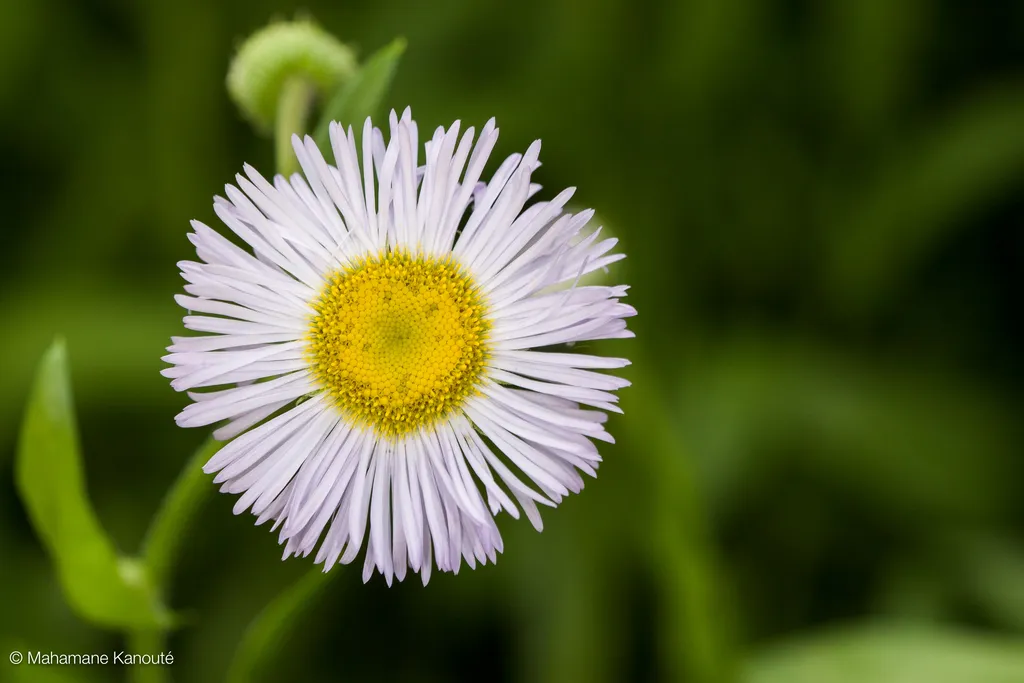 080629_170400_fleurs