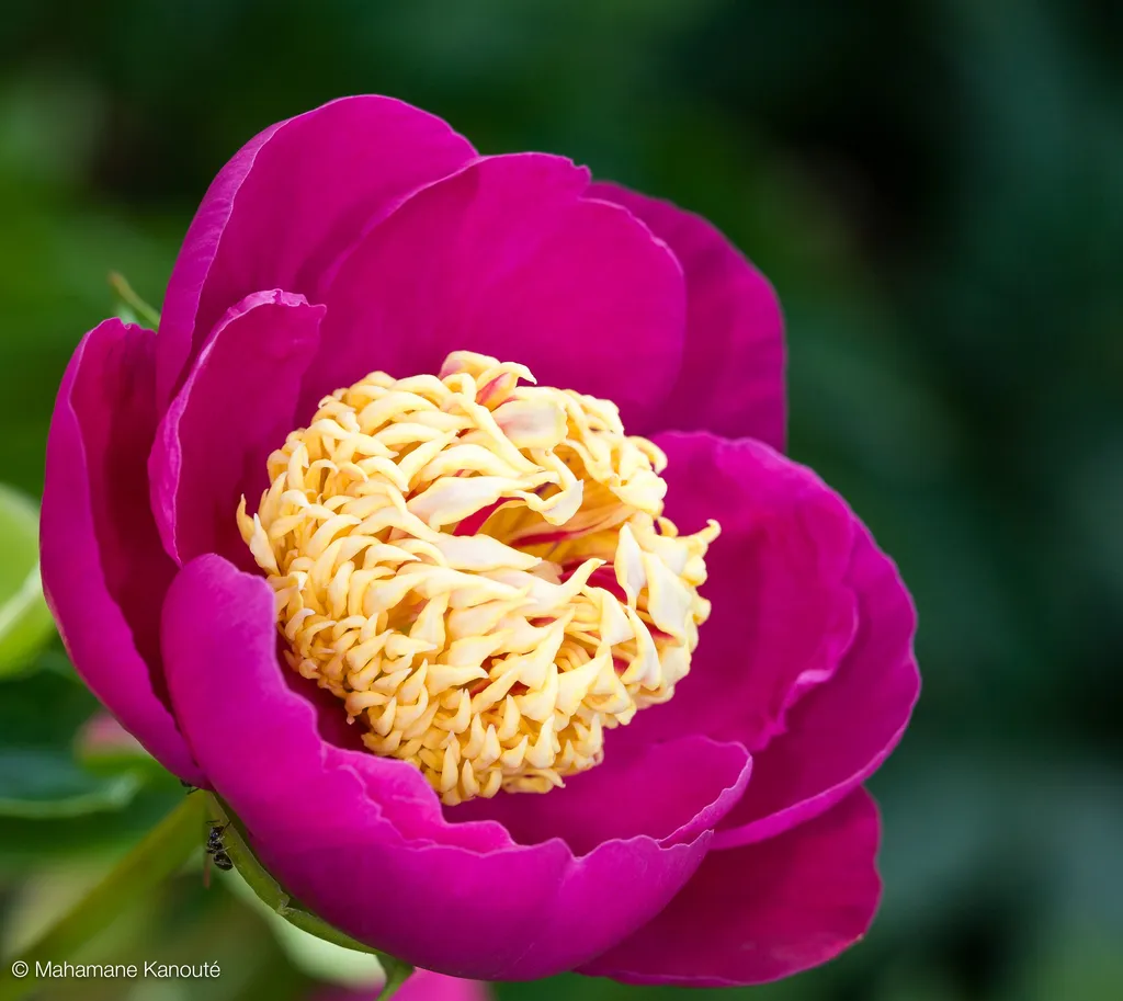 080629_174436_fleurs