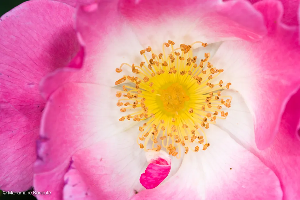 080629_174640_fleurs