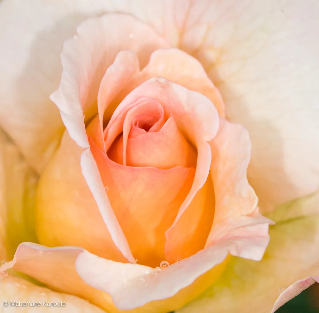 080629_175210_fleurs