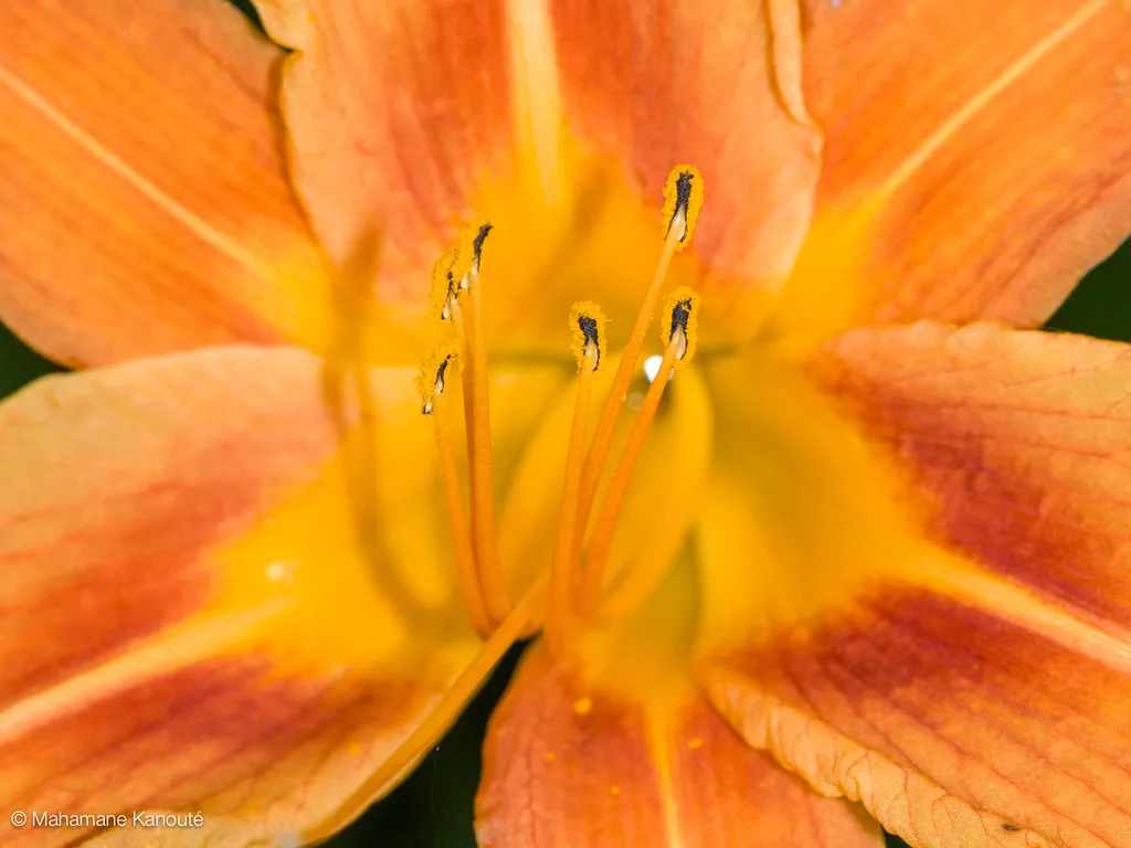 080723_183044_fleurs