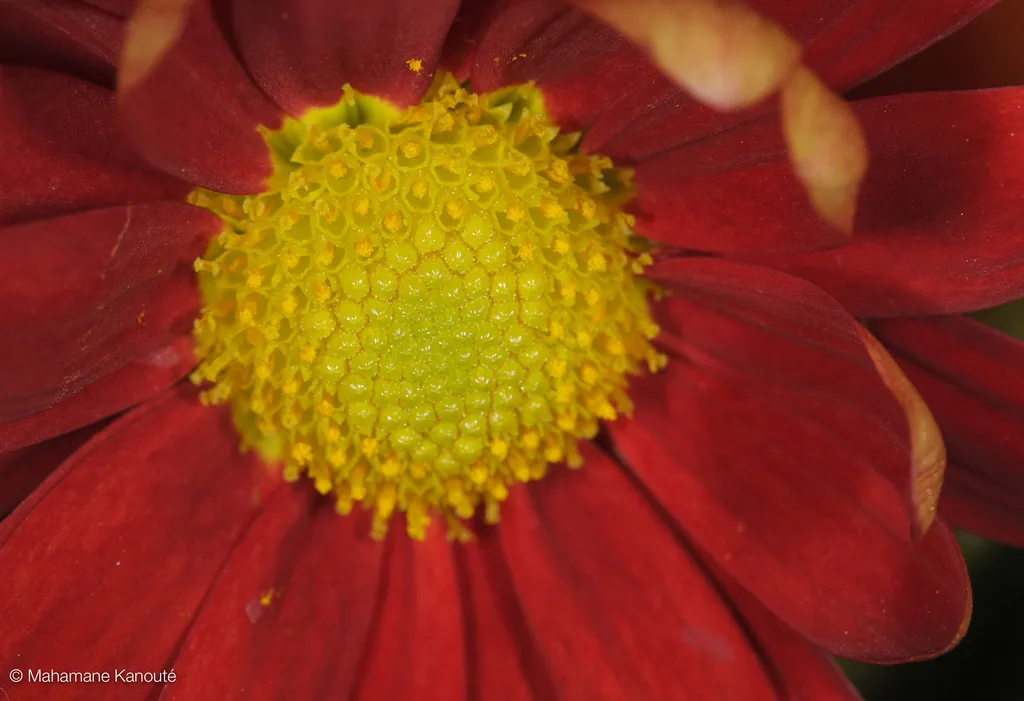 090126_185044_fleurs