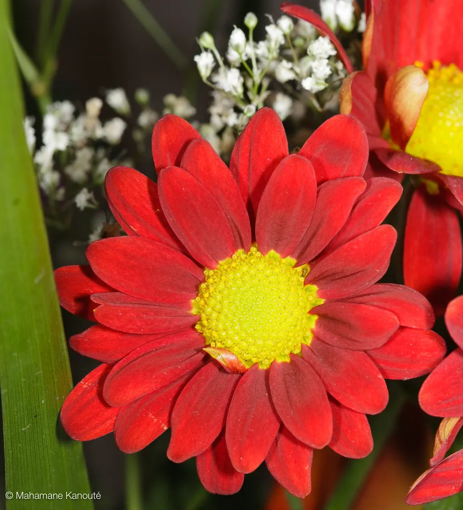 090126_191405_fleurs
