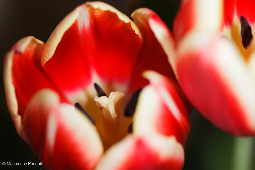 090407_093141_tulipes