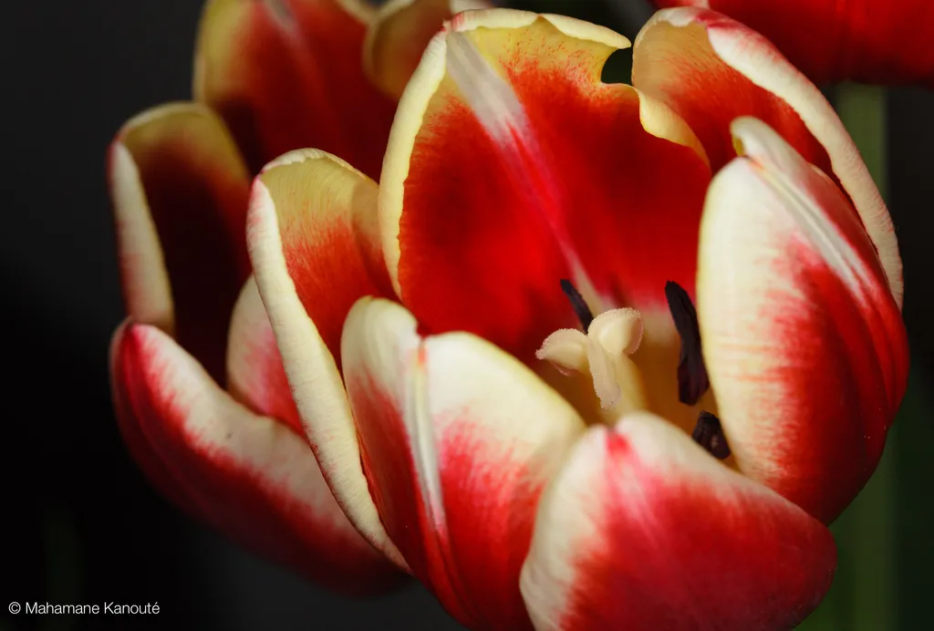 090407_093502_tulipes