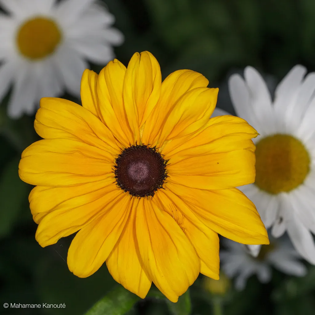 090719_fleurs_0001