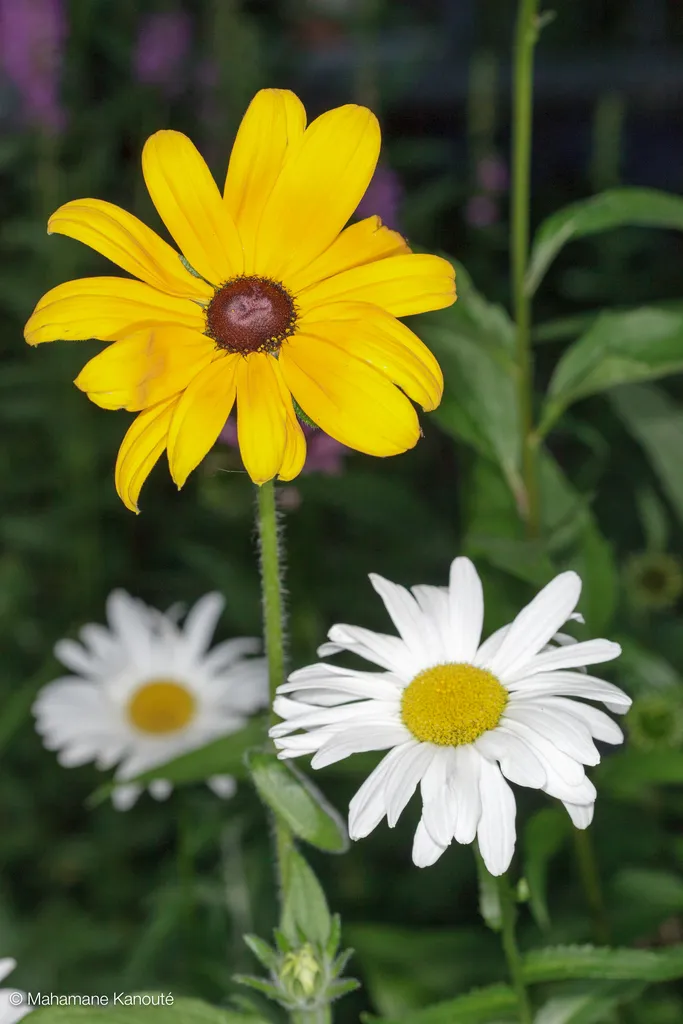 090719_fleurs_0002