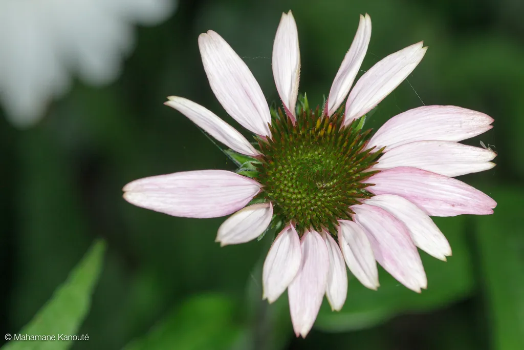 090719_fleurs_0003