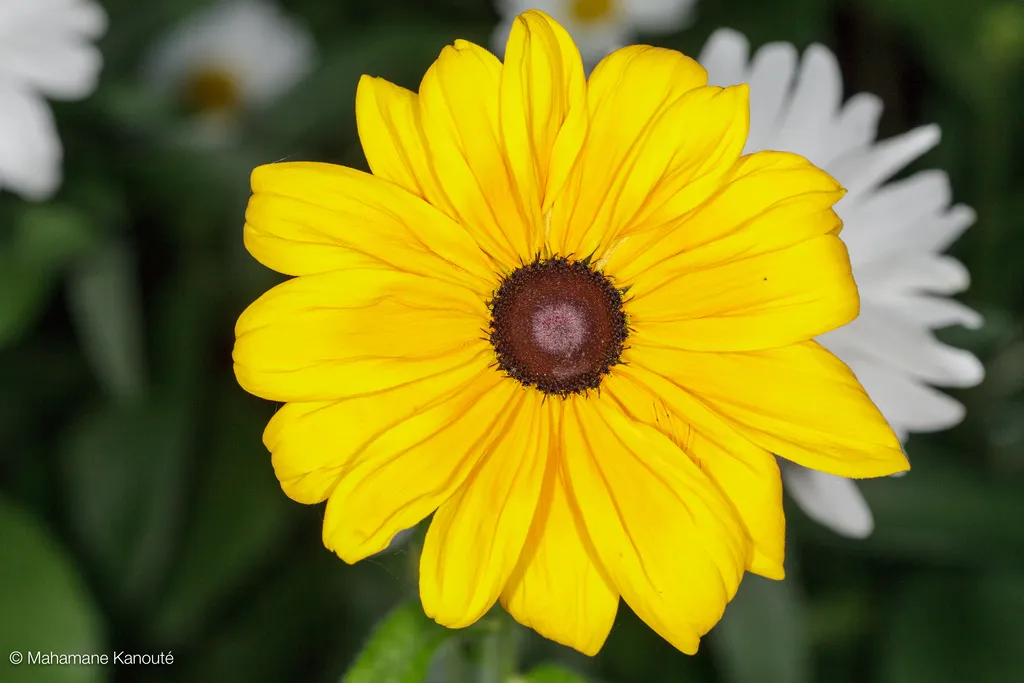 090719_fleurs_0004