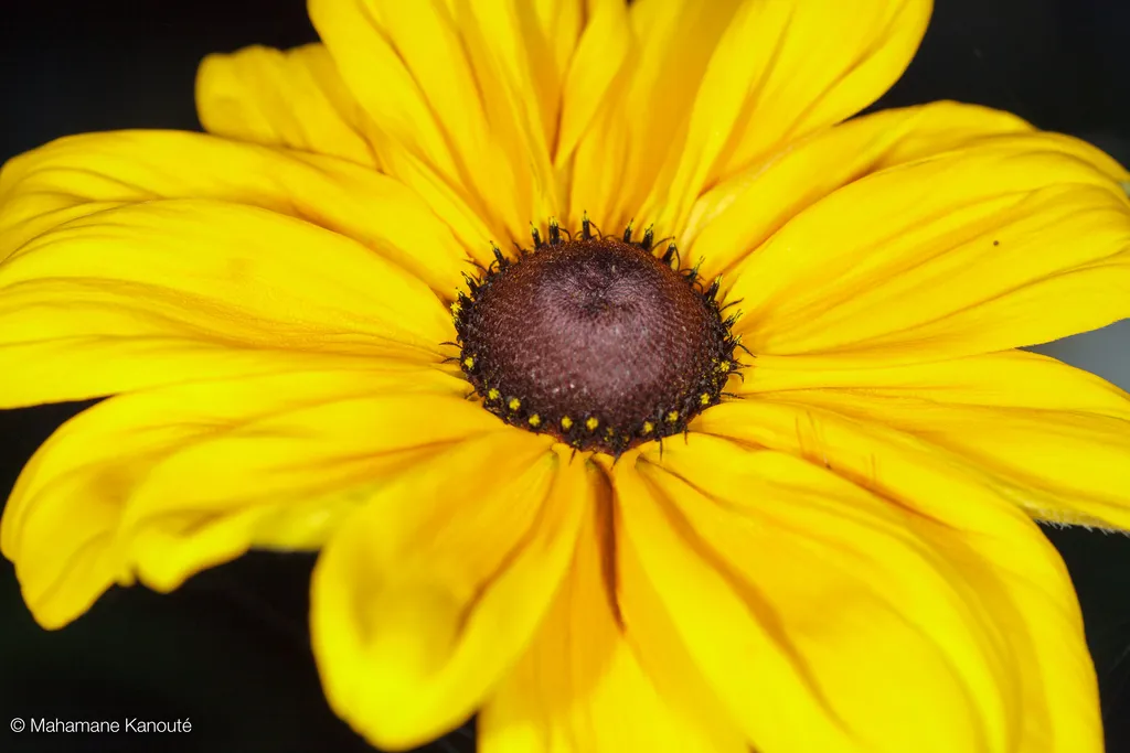 090719_fleurs_0006