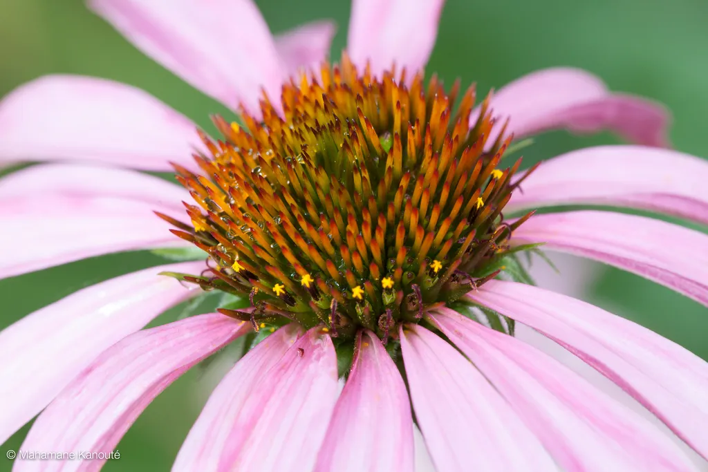 090725_fleurs_3479