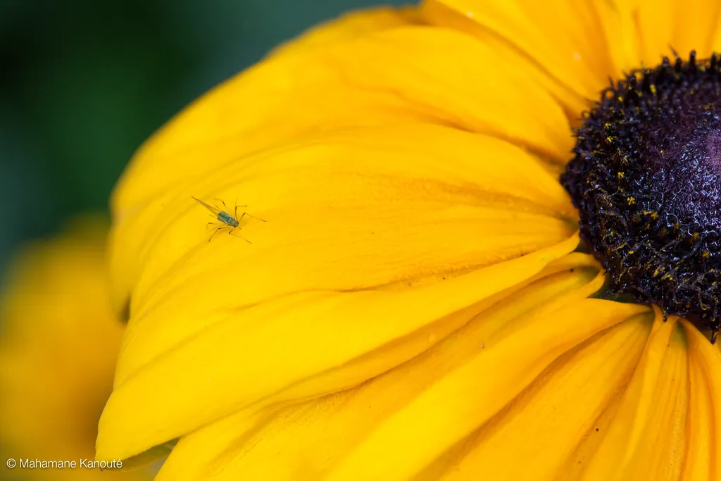 090725_fleurs_3501