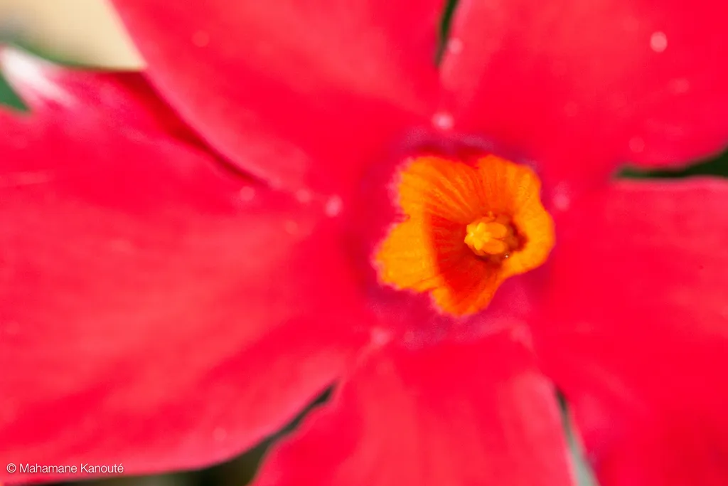090725_fleurs_3562