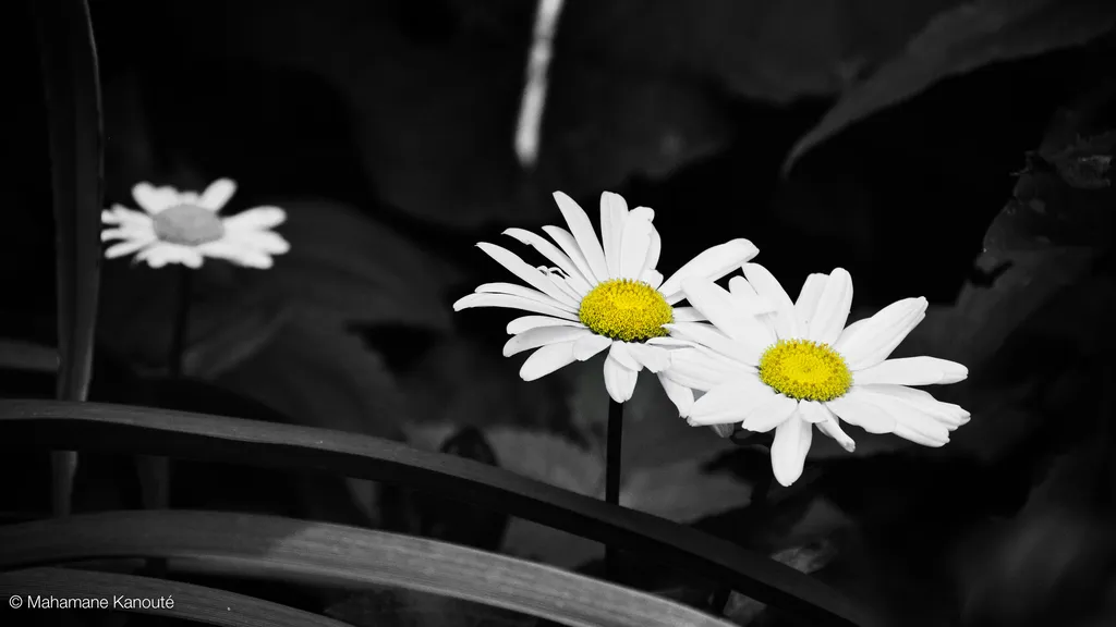 110715_113042_jardin-Edit