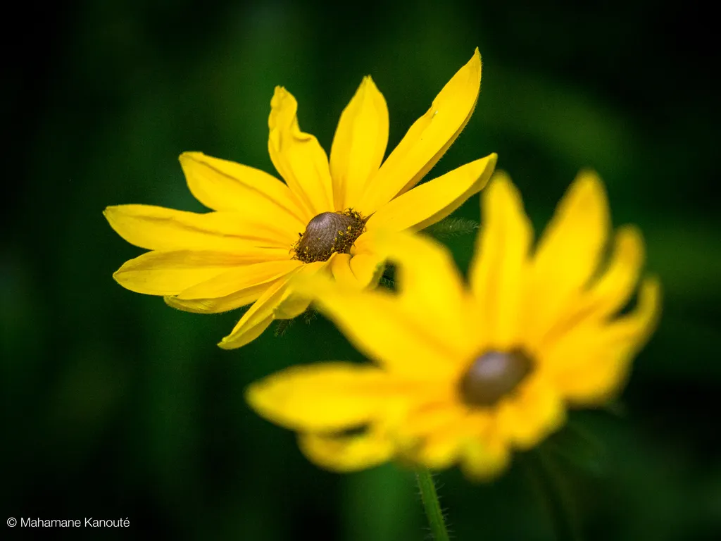 110715_190959_fleurs