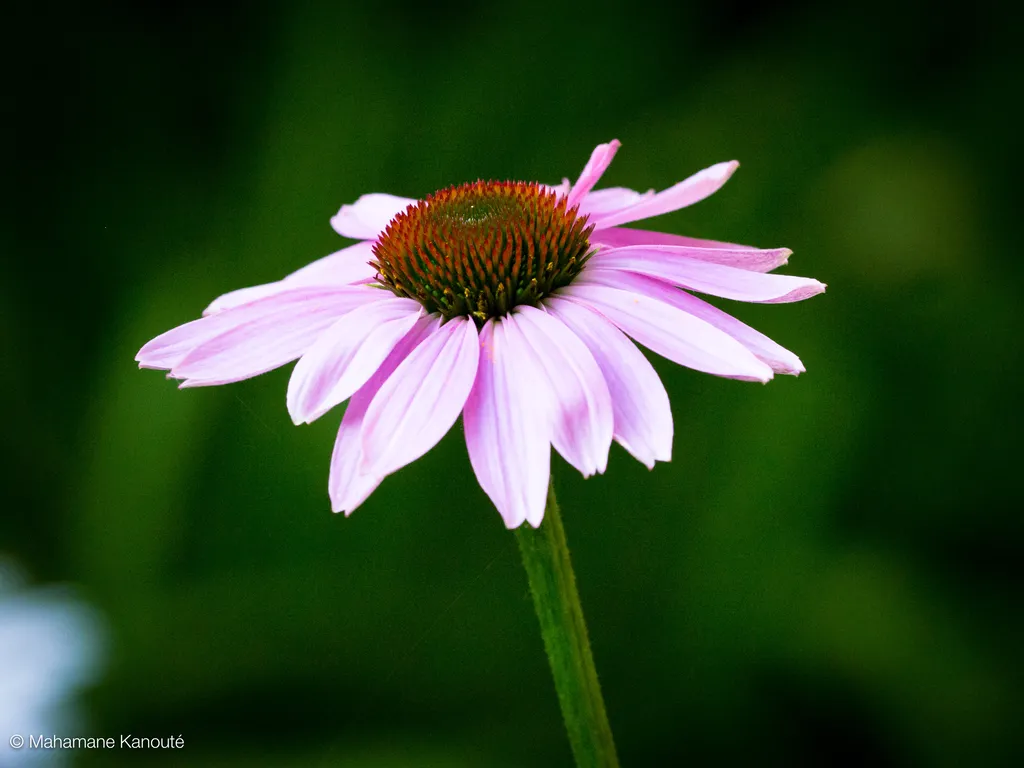110715_191127_fleurs