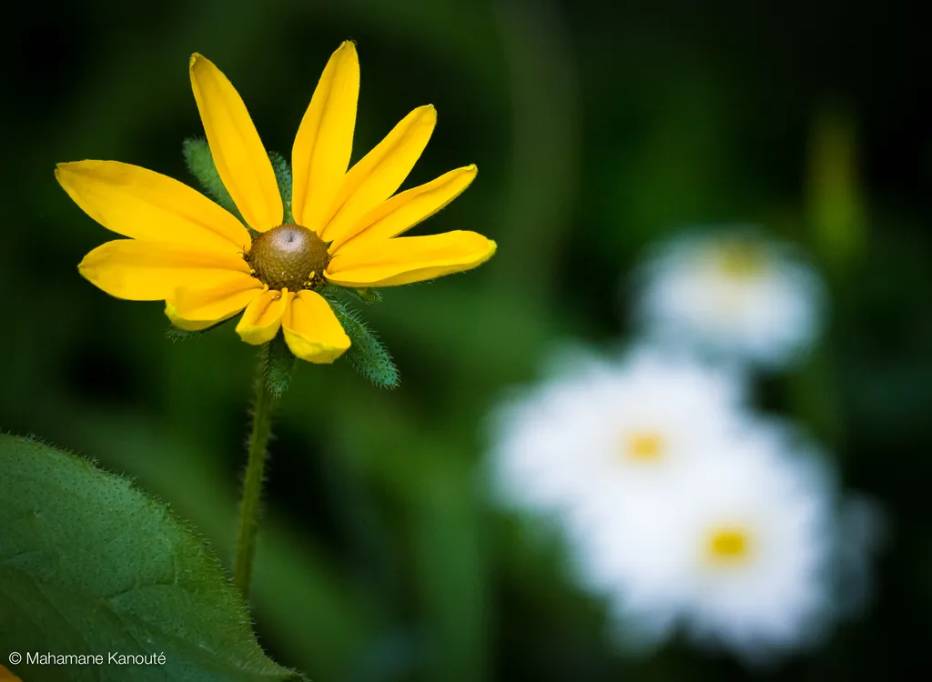 110715_191210_fleurs