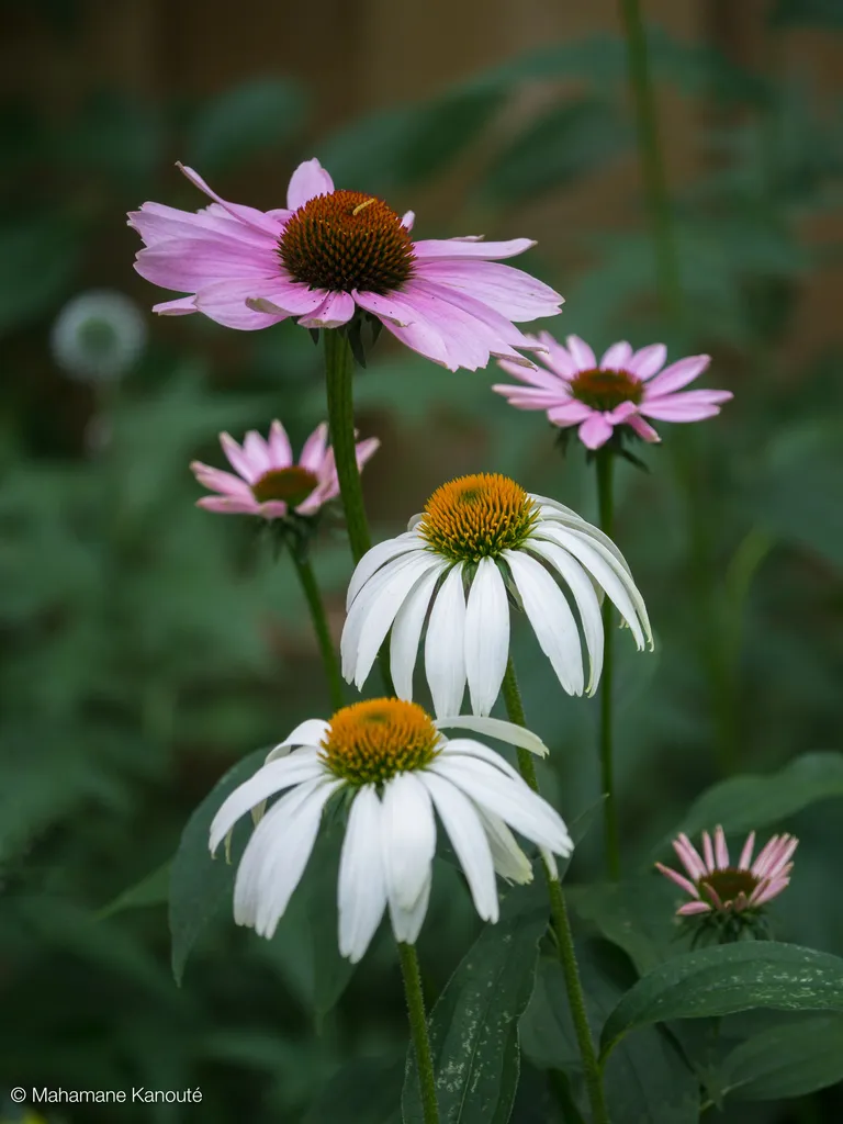 110723_132428_fleurs