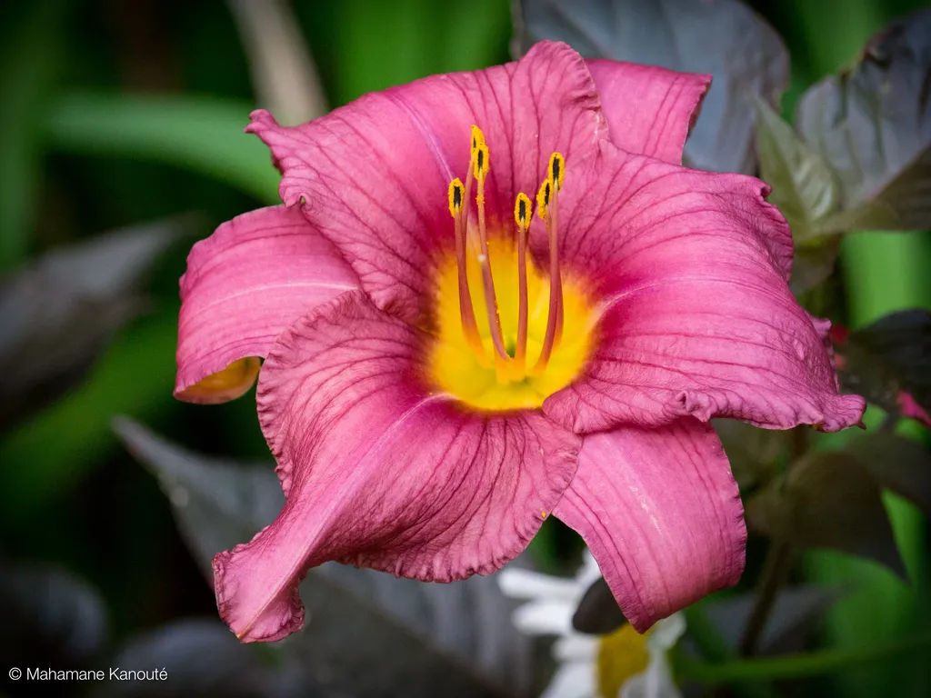 110723_132648_fleurs