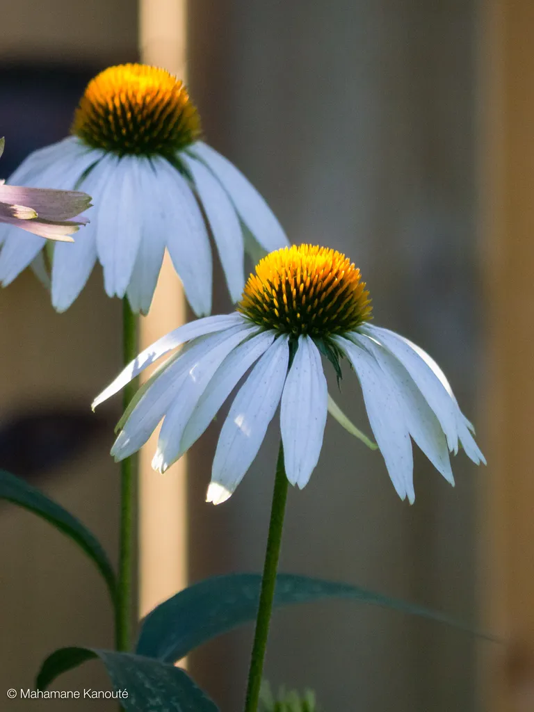 110730_091021_fleurs