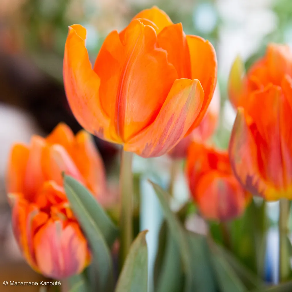 120412_181954_tulipes