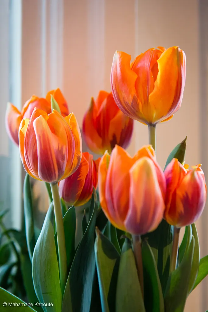 120412_182046_tulipes