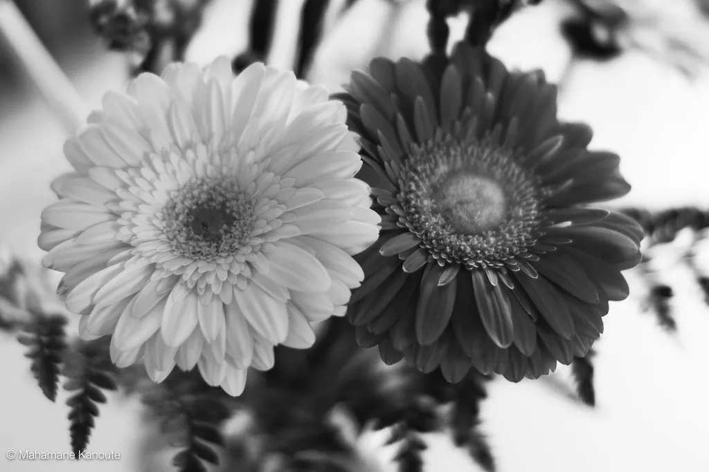 120422_115652_fleurs