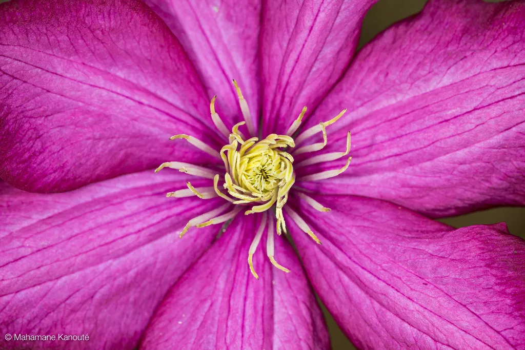120610_171149_clematite