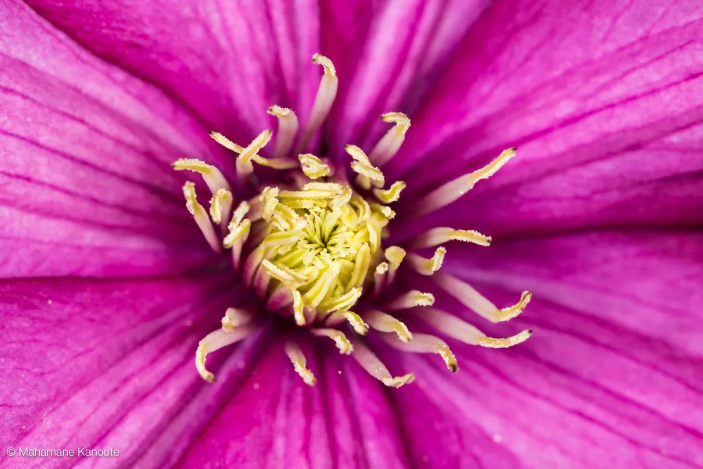 120610_171457_clematite