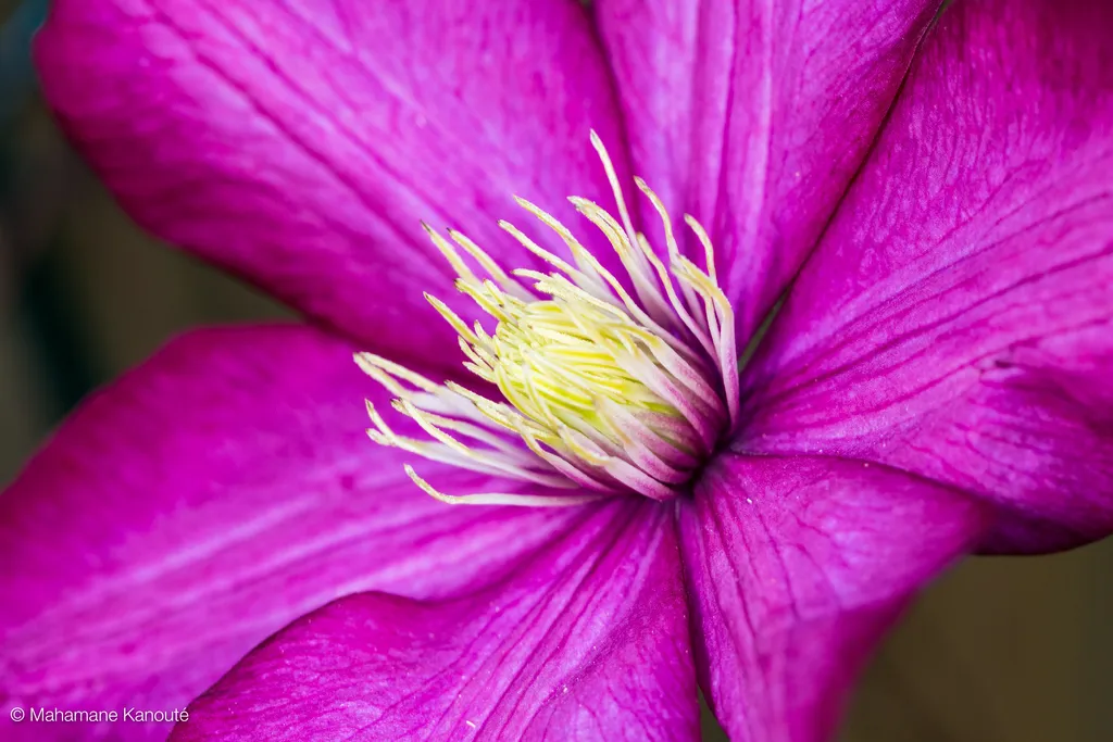 120610_171653_clematite