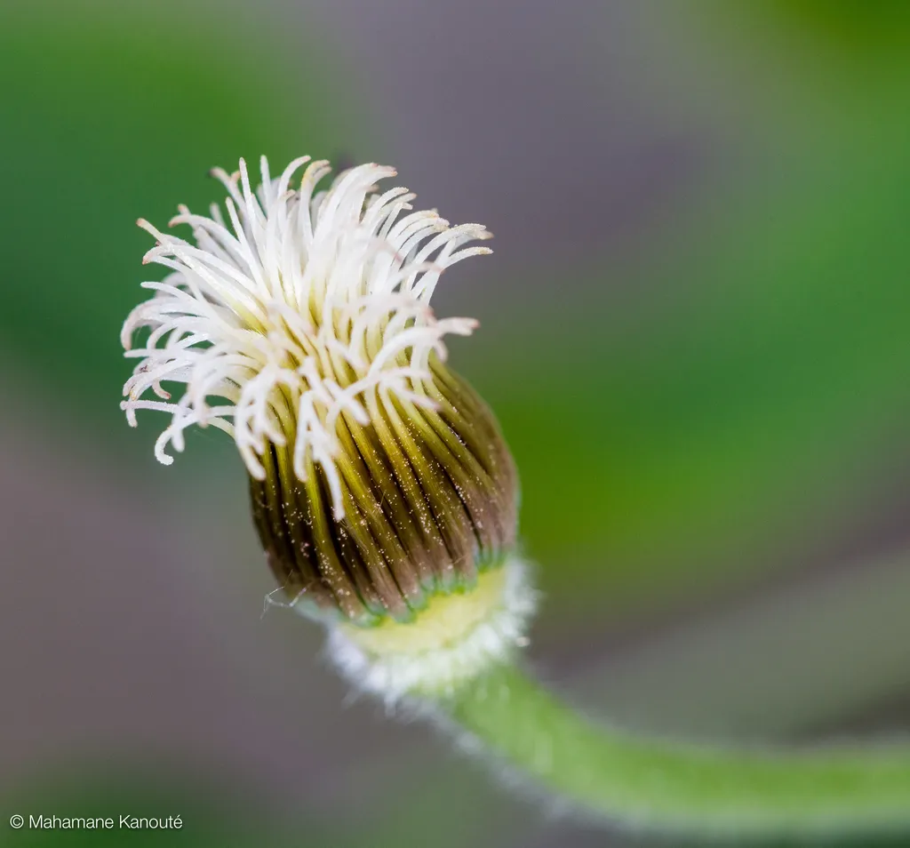 120610_171752_clematite